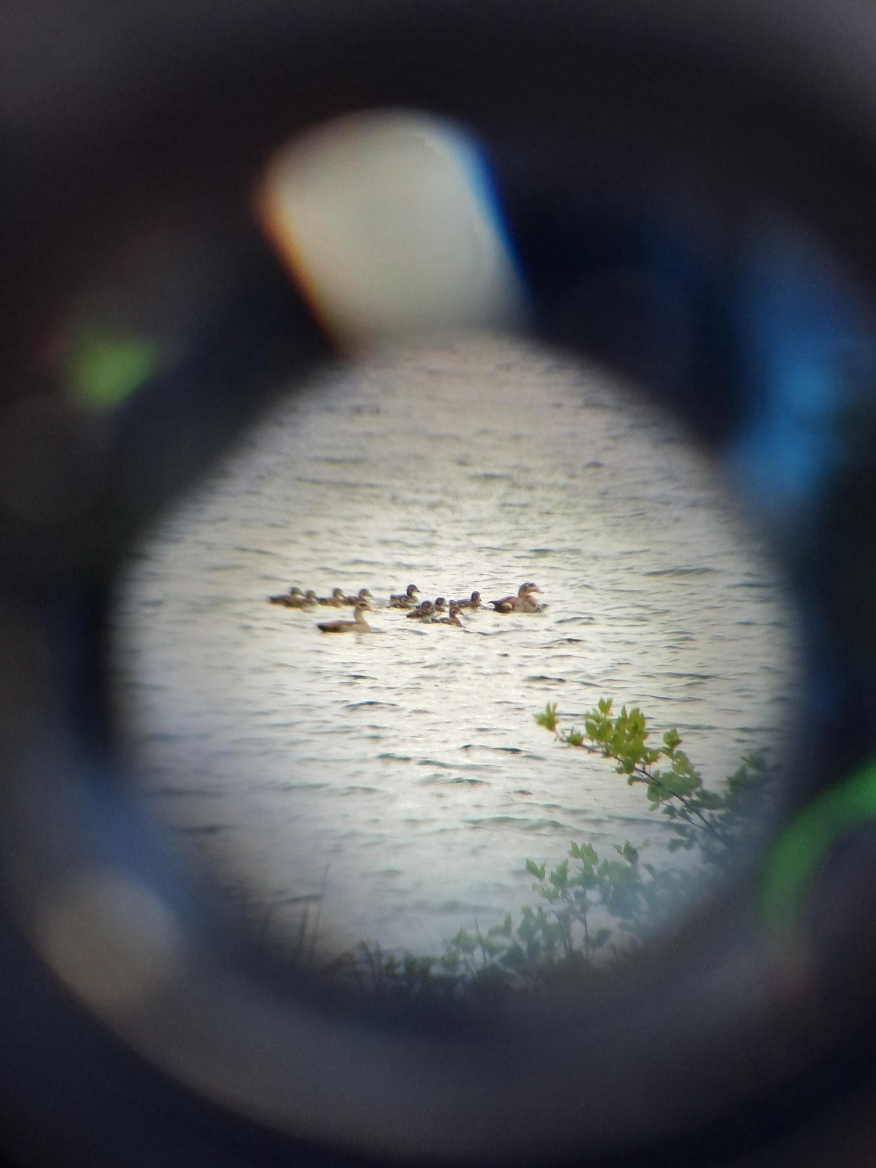 Famille de canards sur l’étang de la carrière de Vandières