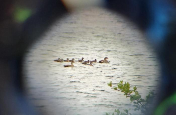 Famille de canards sur l’étang de la carrière de Vandières