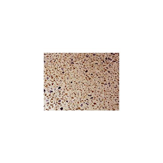 articimo-poli